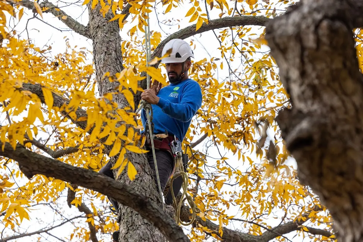 Skilled Emergency Tree Service crew working in Berea
